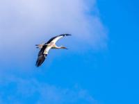 Storch im Flug